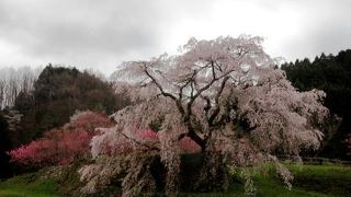 見事な桜です