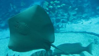 サメがうようよ泳ぐ透明トンネルを歩くと、奥の方に世界最大級の水槽が待っています。