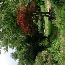 緑がきれいな牧場内です