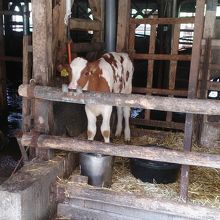 子牛もいまいた〜