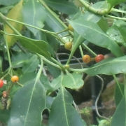 シンガポール植物園の遺産木