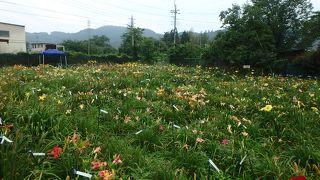 岡本自然農園 ヘメロカリス園