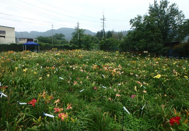 岡本自然農園 ヘメロカリス園