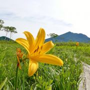 水芭蕉が終わっても、ニッコウキスゲがあります