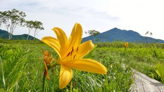 水芭蕉が終わっても、ニッコウキスゲがあります