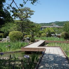 城山花菖蒲園