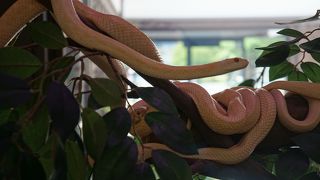 そんなに気味悪くもない