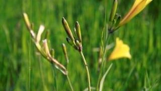 サロマ湖の原生花園です