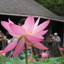 蓮華亭は人が溢れています