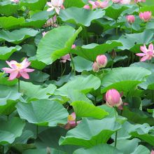 犍陀多がこの下に居そうな