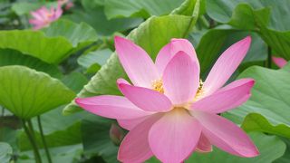 大賀ハスは午前中が見ごろ