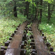 岳沢湿原の木道