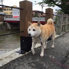 柴犬が散歩していました