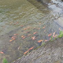 鯉が放流されてます