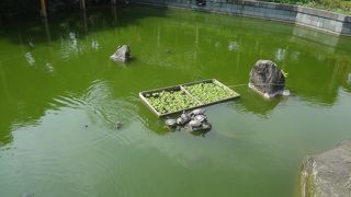 亀がたくさんいました