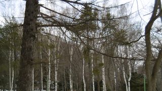 お花見に行ってみたいです