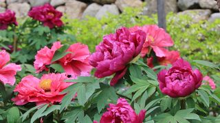 境内を彩る色とりどりのぼたん