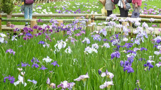 ちょうど見ごろだった花菖蒲