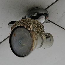 駅の天井のツバメの巣