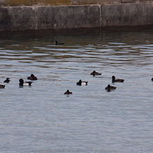 港内にはスズガモ♂♀がたくさんいました。