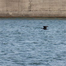 ヒメウも飛んでいます。