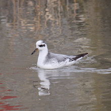 ハイイロヒレアシシギ冬羽がいました。