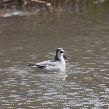 ハイイロヒレアシシギ冬羽