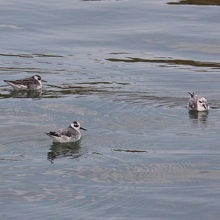 ハイイロヒレアシシギ冬羽３羽