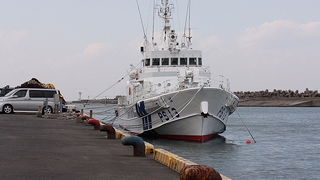 ハイイロヒレアシシギを見てきました。