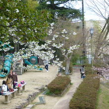 桜の八幡公園です