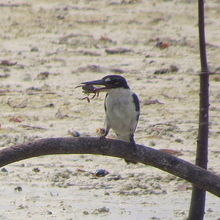 ナンヨウショウビンが蟹を咥えています。