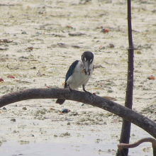 ナンヨウショウビン