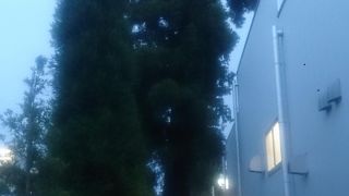 場所によっては並木というほどではないです