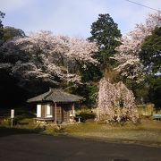 春にはシダレ桜が綺麗です。
