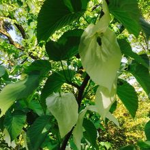 はんかちのき 花が咲いていました