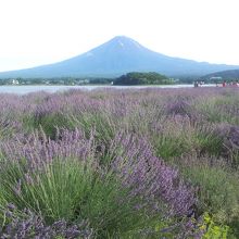 大石公園と富士山