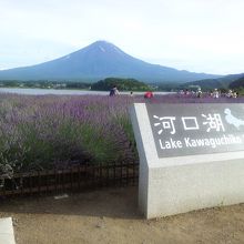 大石公園と河口湖、富士山