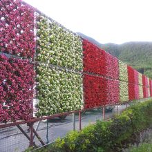 花のナイアガラ