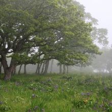 霧にかすむあやめケ原