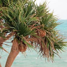 パイナップルみたいな実？がぶら下がってる木。名前は何？