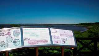 冬は白鳥の飛来地です