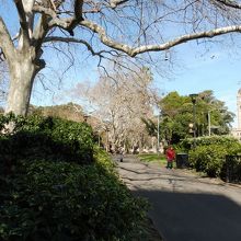 木々の向こうには中央駅の時計塔が・・・