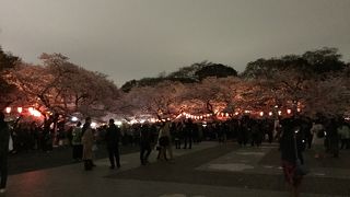 世に名高い上野の桜