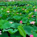 愛知県愛西市森川の花ハスが咲き誇る「森川花はす田」