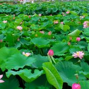 愛知県愛西市森川の花ハスが咲き誇る「森川花はす田」