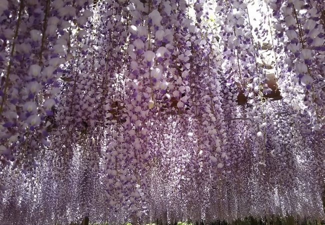 ノダフジの名所です。