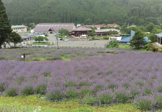 ラベンダーが満開