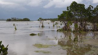 歩くと楽しい遠浅のマングローブ群生地