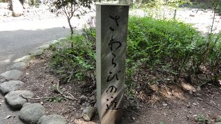 緑豊かな道