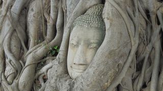 木の根にはまり込む仏頭